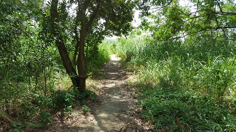 The Alps Residences Condo near Tampines Quarry